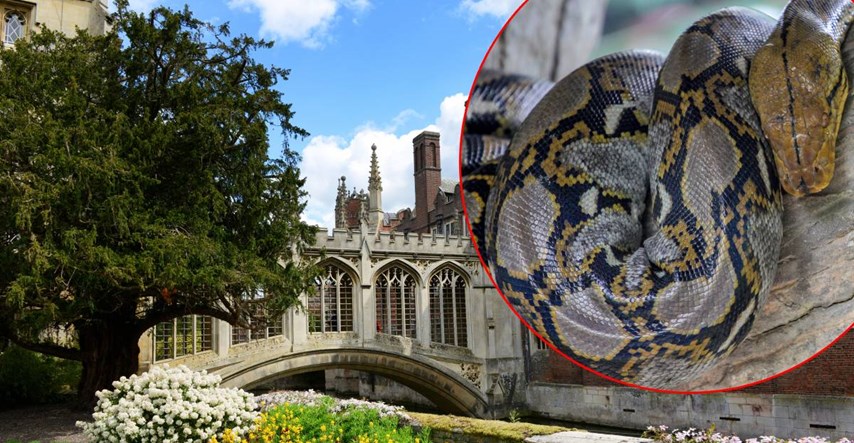 U Cambridgeu pobjegla ogromna zmija, može pojesti čovjeka. Pokrenuta potraga